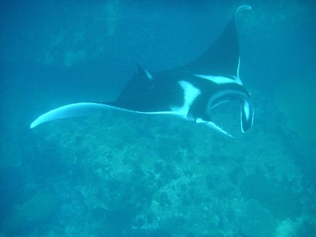 Manta